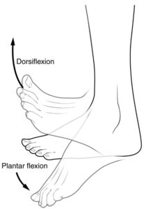 ankle dorsiflexion